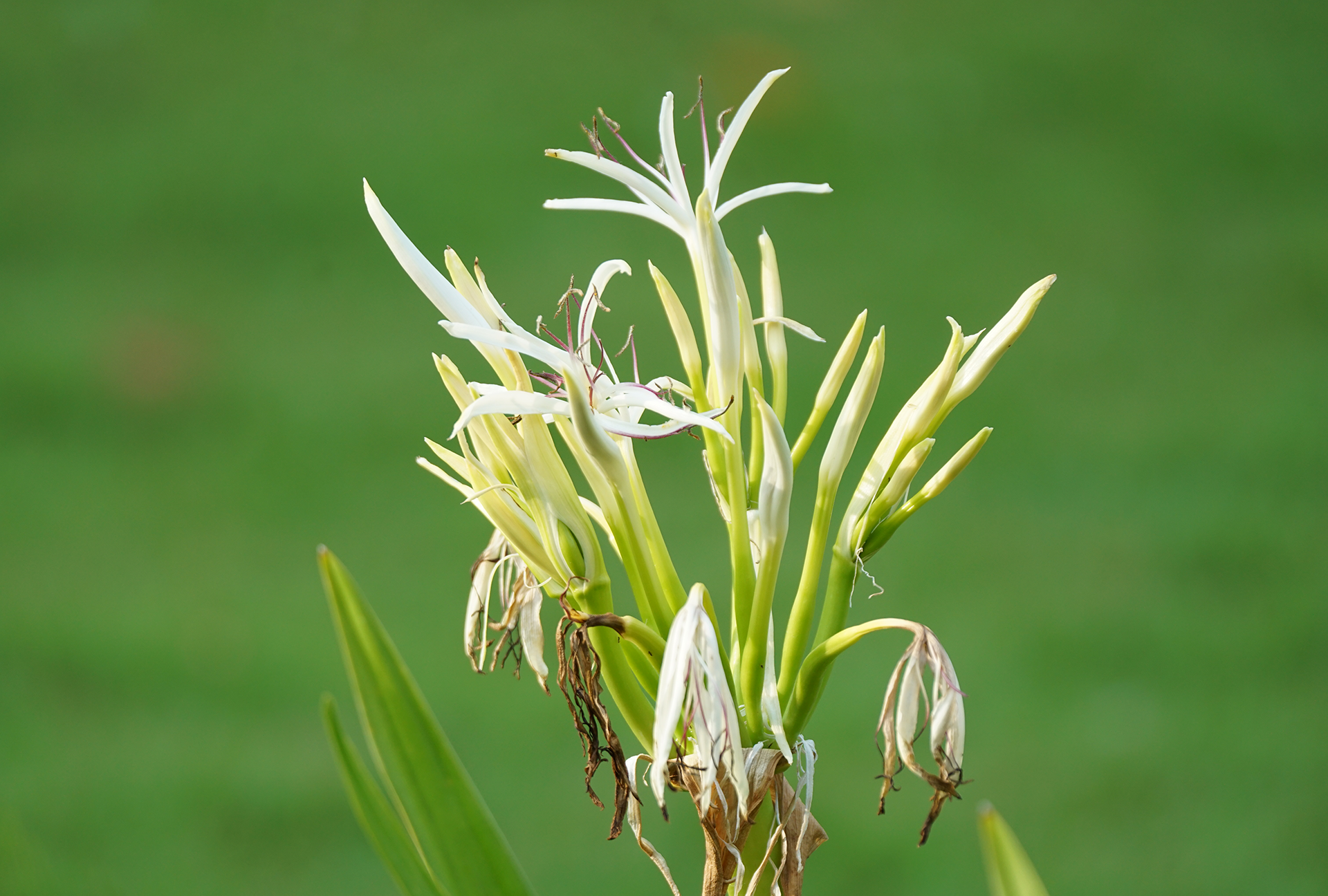 Maa Kandholhu – Poison Bulb Tree - wild scapes