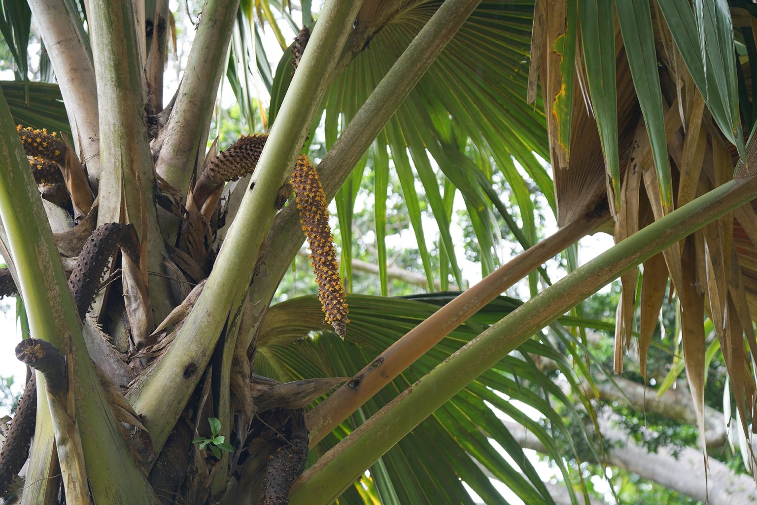Lodoicea maldivica: The Maldive Coconut - wild scapes